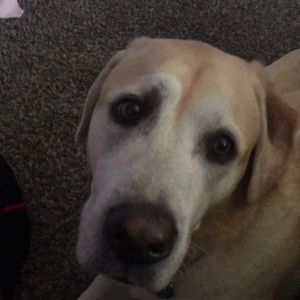 Meet your Posher, Sophia